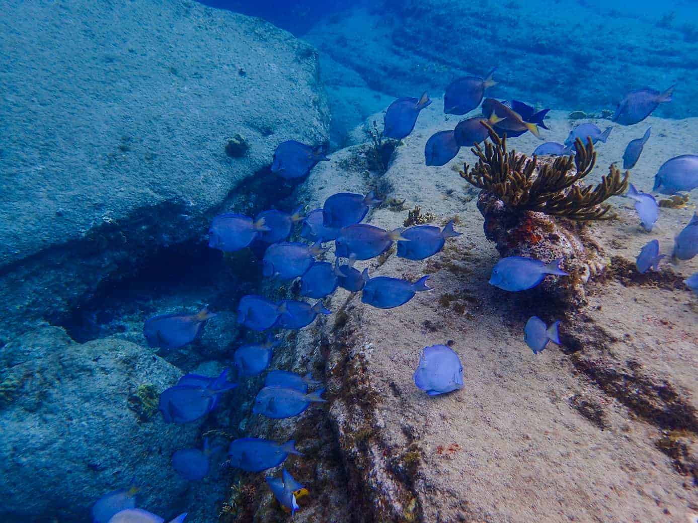 Antigua Snorkeling