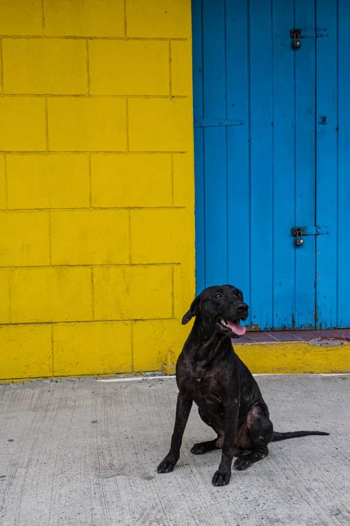 Adorable St John's pup in Antigua