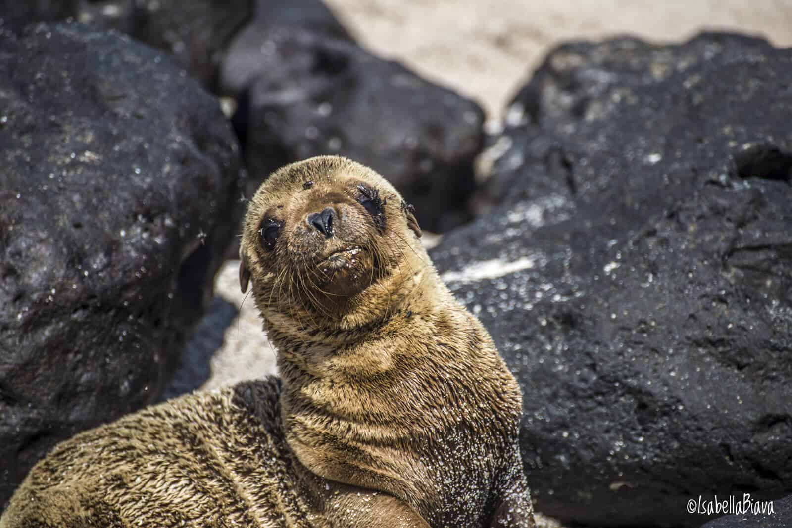 Baby sea lion Galapagos Islands
