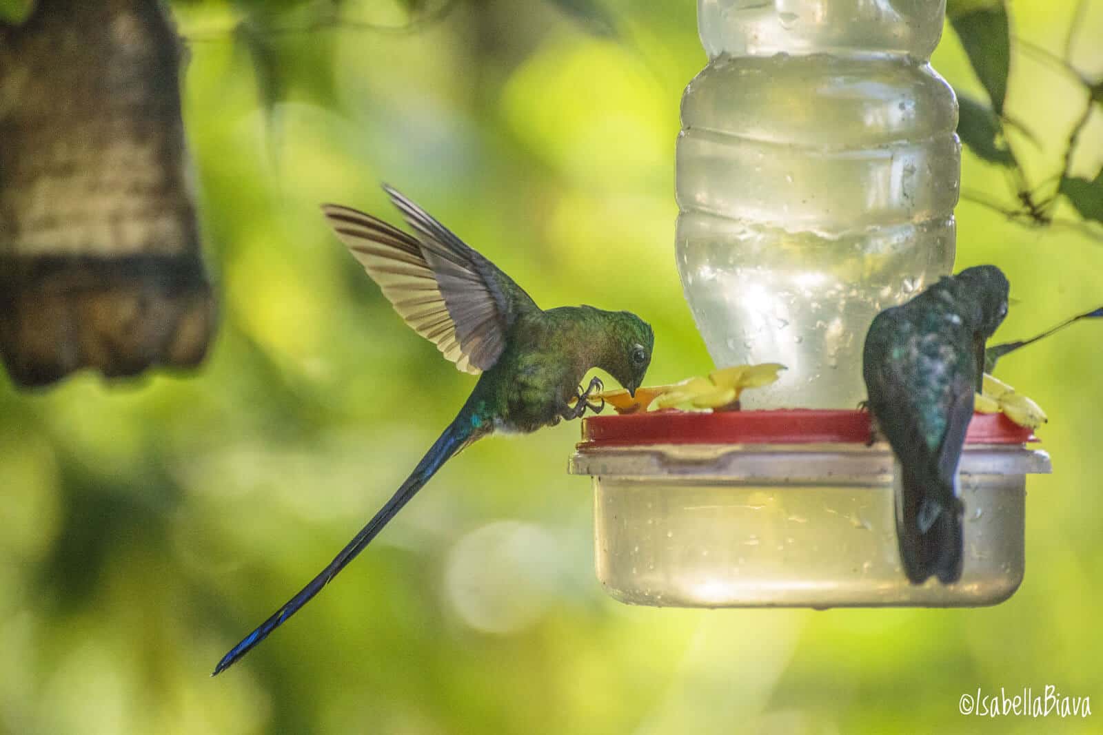 Bird watching in Mindo