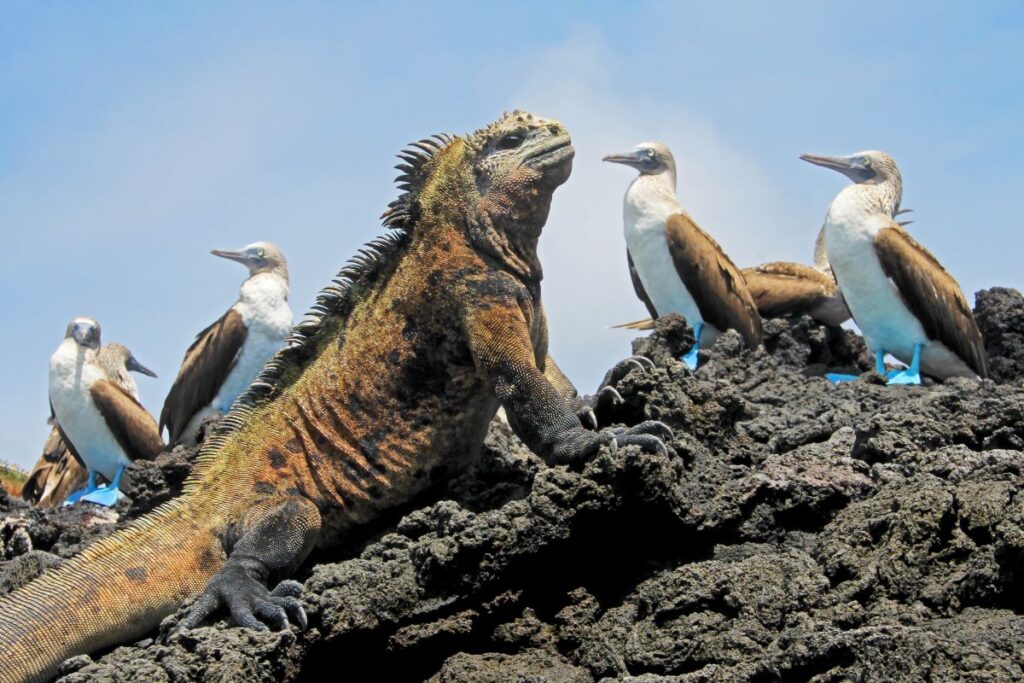 Seeing iguanas and blue footed boobies is a unique thing to do in Ecuador.