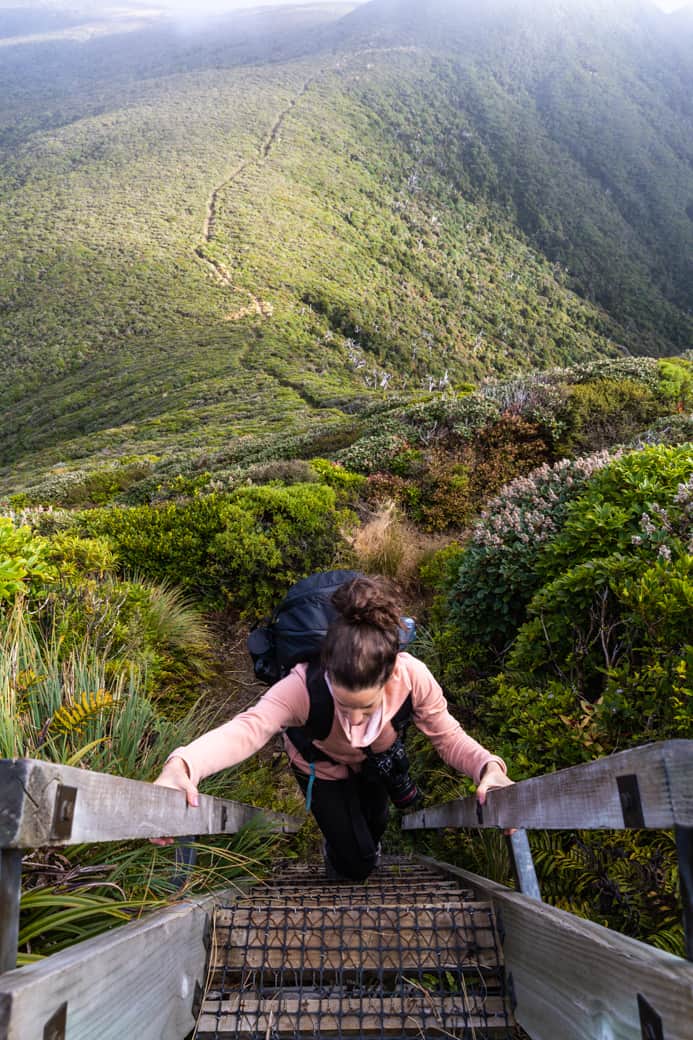 Ladders on the Pouakai circuit walk