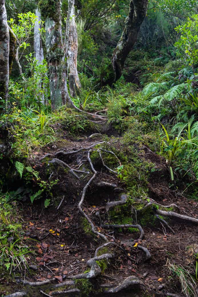 Pouakai circuit forest trail