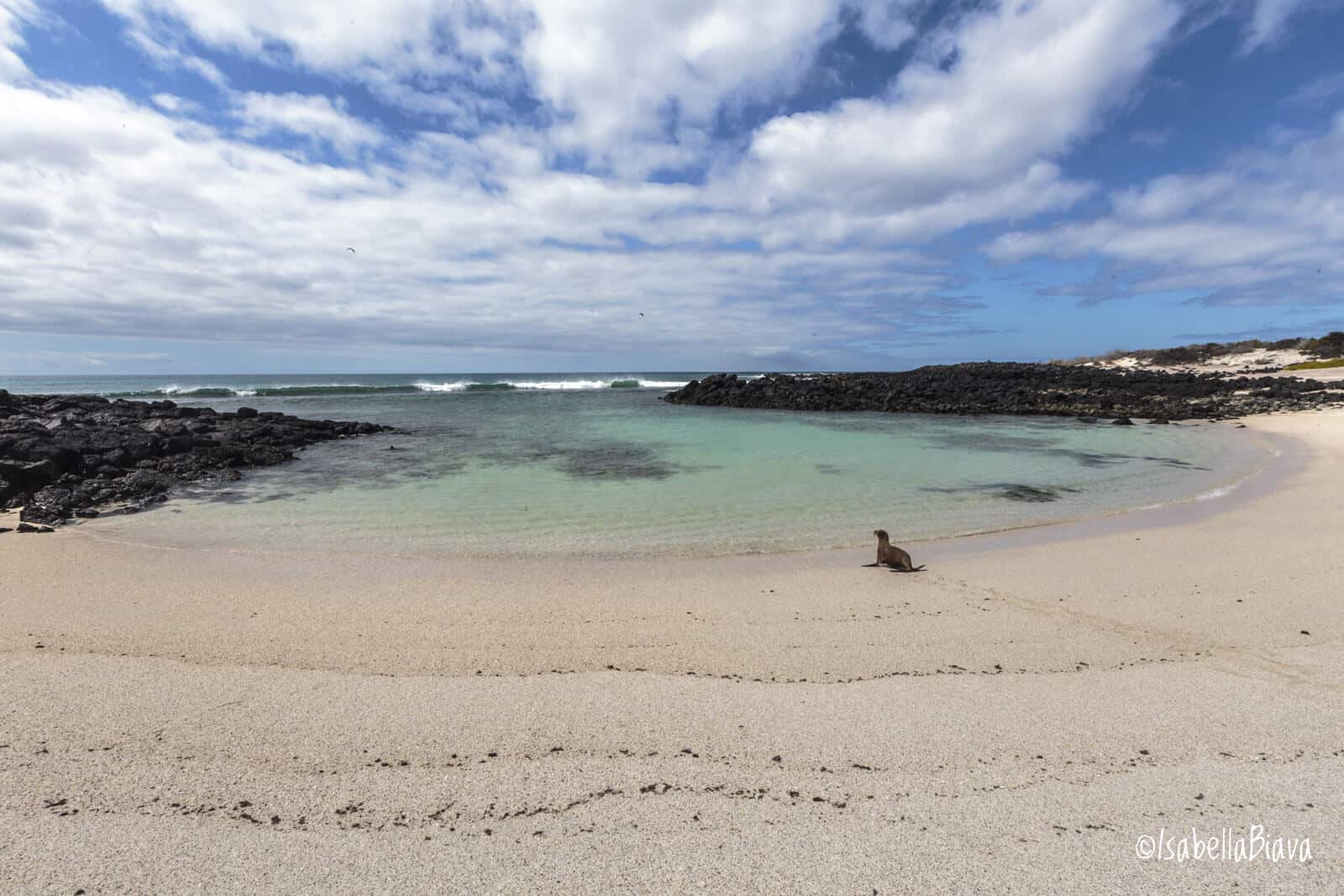 seal on a beach