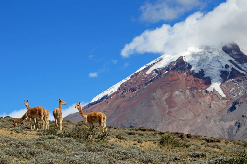 Watch vicunas graze on Chimborazo volcano for interesting things to do in Ecuador.