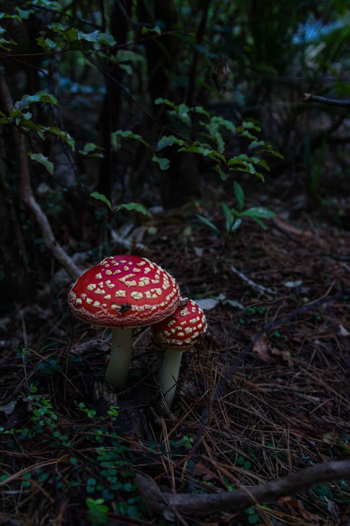 Wentworth Falls hike mushroom