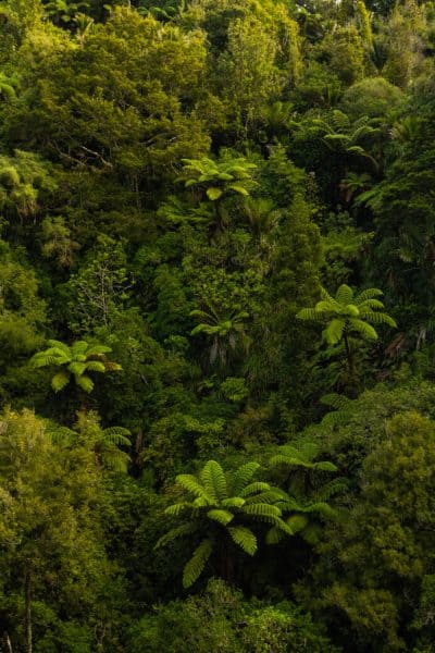 Waitakere ranges Mokoroa Piha waterfall showing green foliage