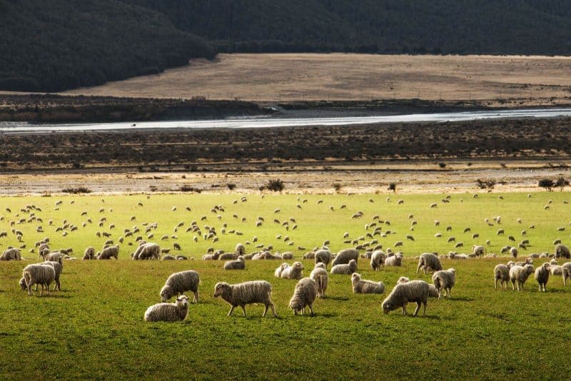 Sheep herding
