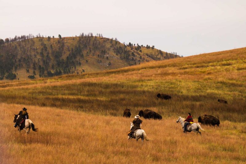 A photo of a buffalo round up - an exhilarating thing to do near Rapid City