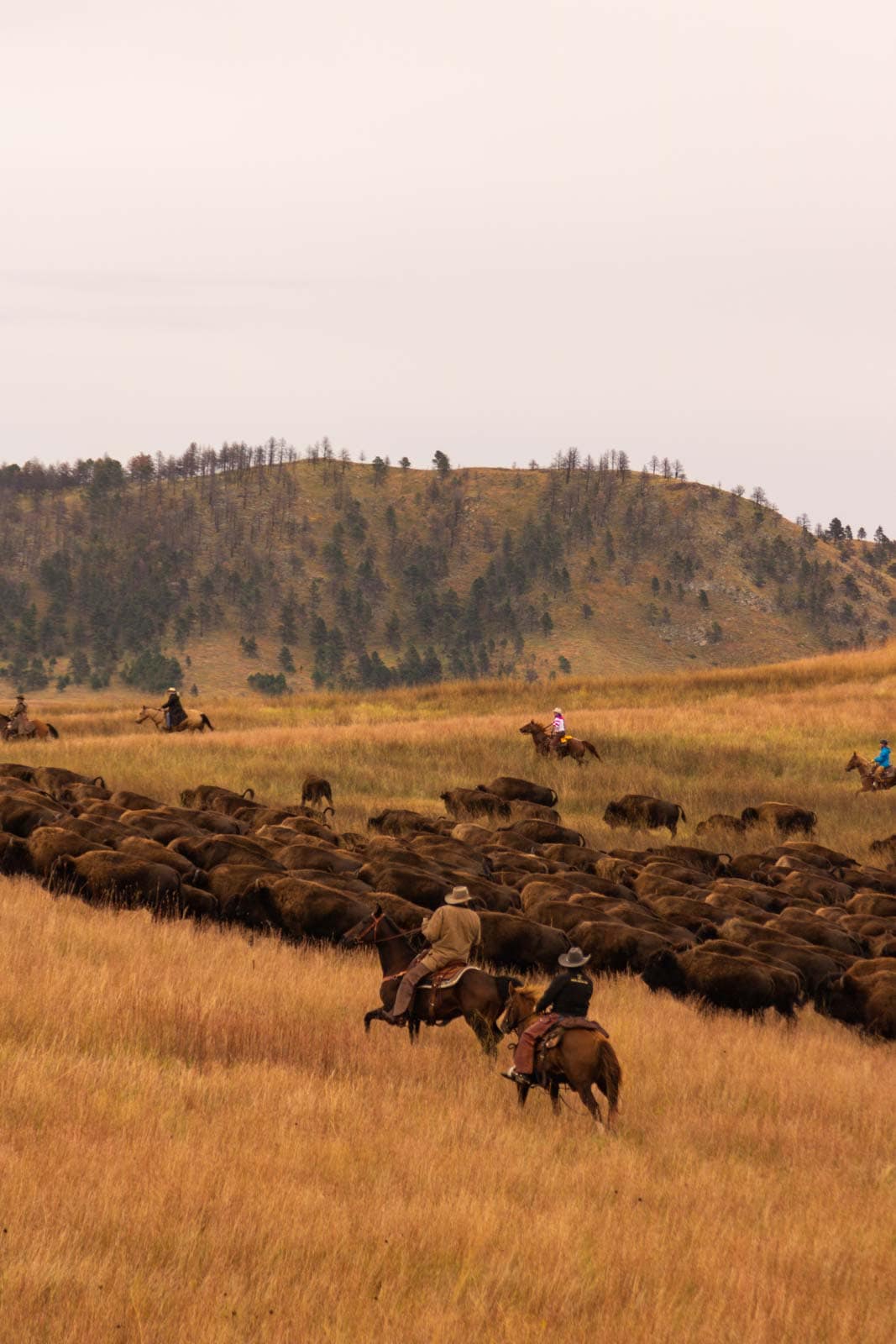 A photo of a buffalo round up — an exhilarating thing to do near Rapid City