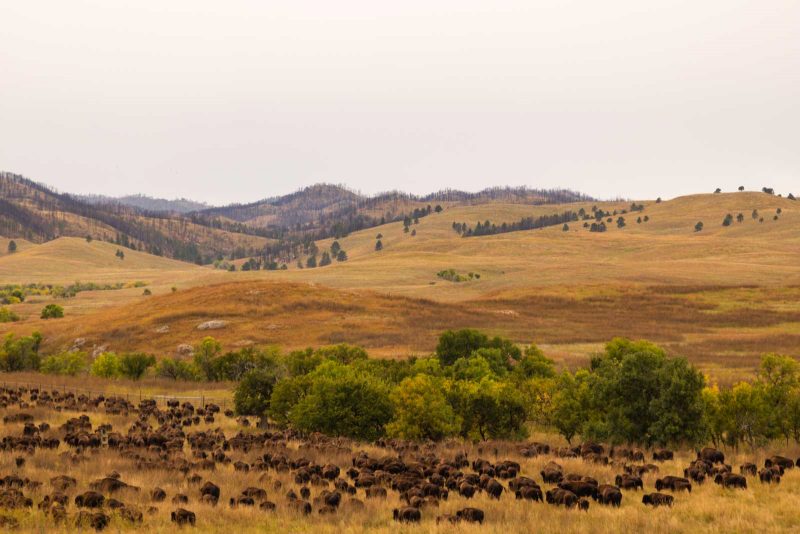 A photo of buffalos that are rounded up - another fun thing to do around Rapid City