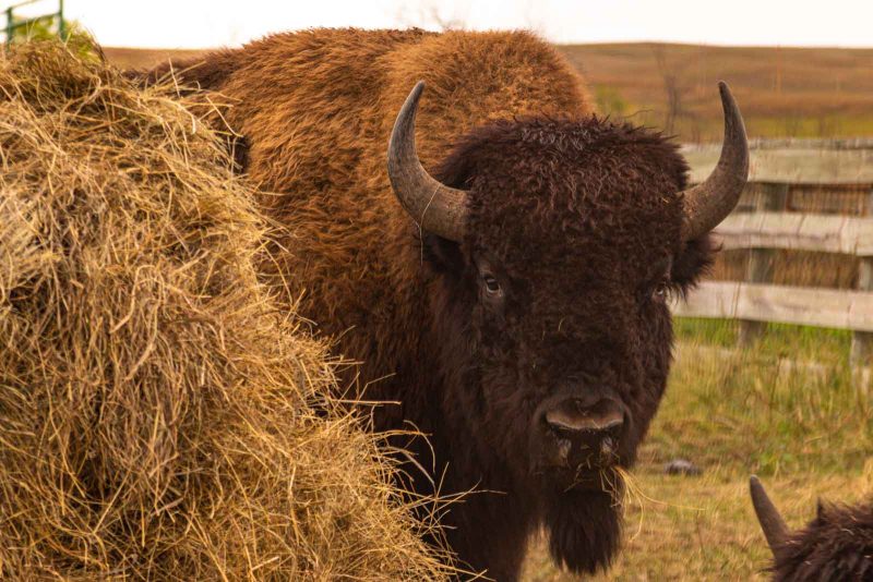 A photo of a buffalo at the buffalo round up and it's an amusing thing to do in Rapid City