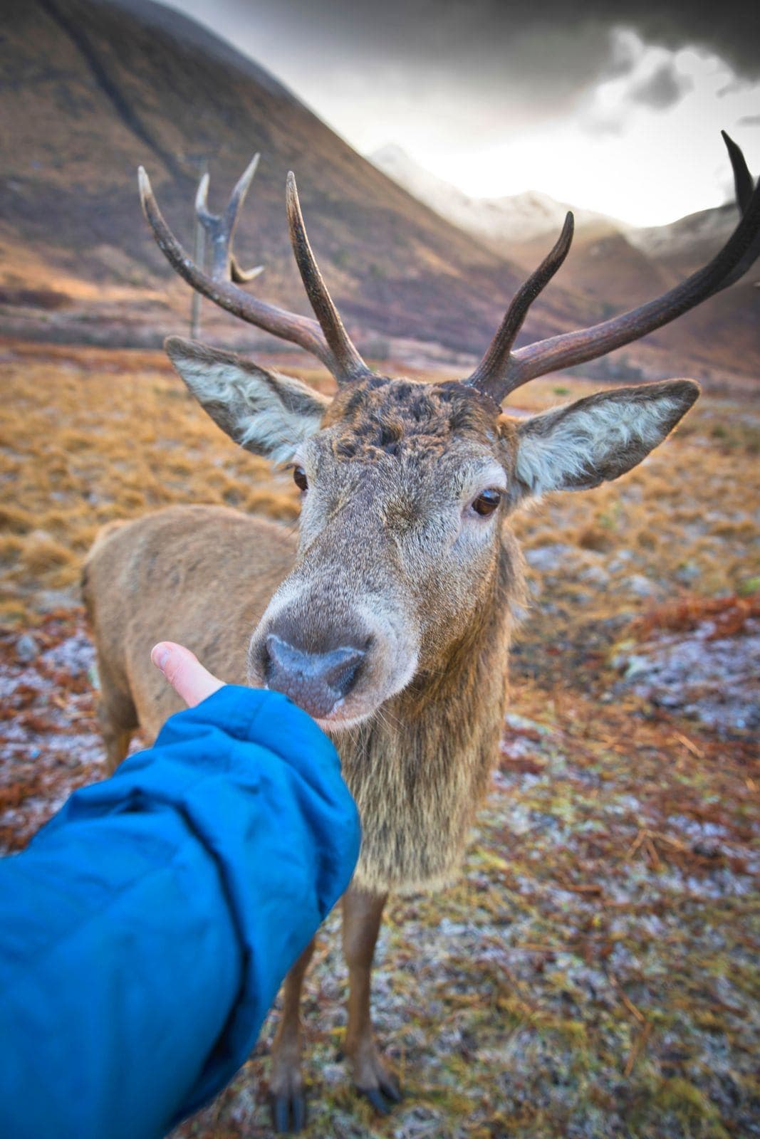 A deer near Kings House Hotel during Scotland road trip