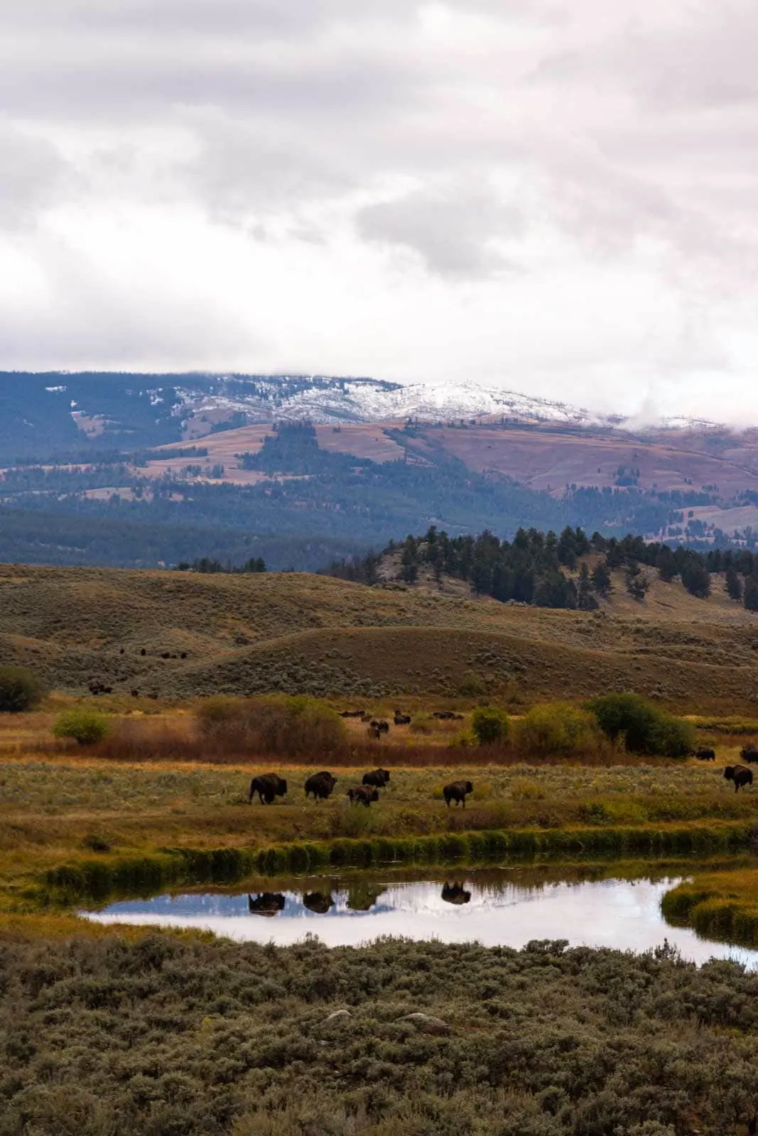 Yellowstone is a must see on your Montana road trip.