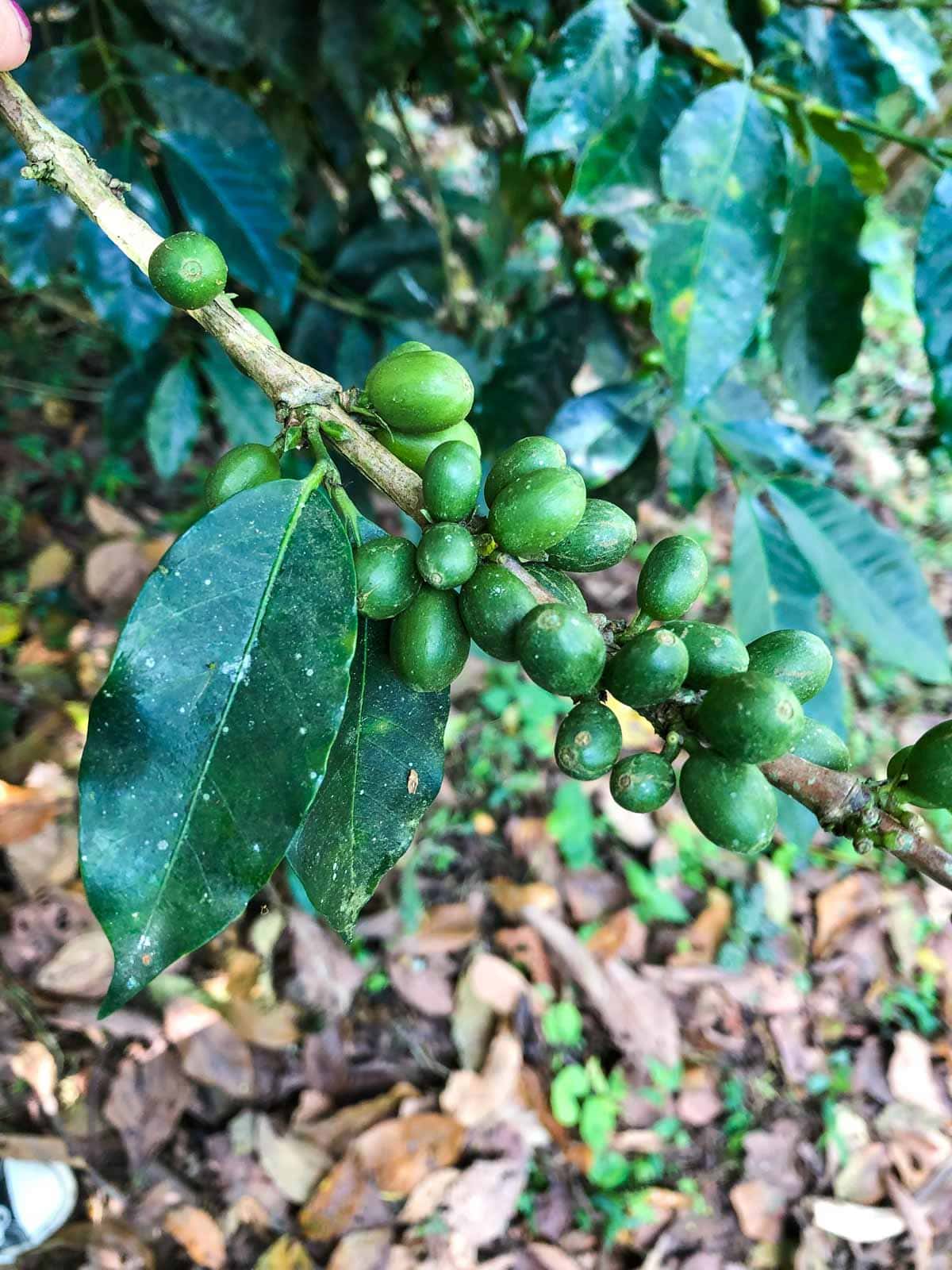 We did a coffee tour during our Medellin tour and saw coffee beans.