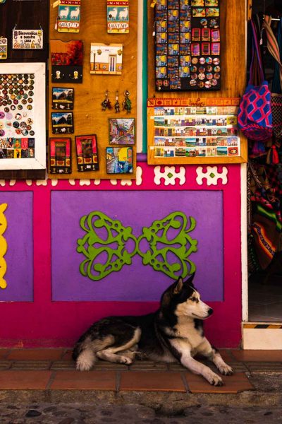 A street dog on Guatape Street during our Medellin tour.