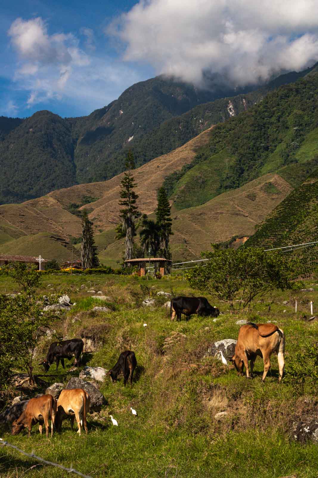 Cows in Jardin, Colombia.