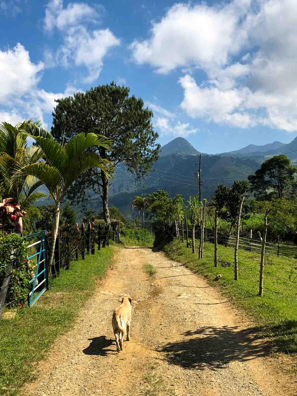 A dog in Jardin, Colombia.