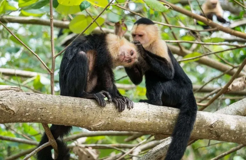 Capuchin monkeys in Costa Rica are everywhere! Capuchin monkeys in Costa Rica are everywhere!