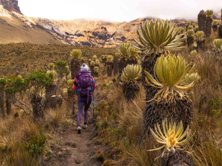 Trekking in Los Nevados National Park: 3-Day Paramillo del Quindio Summit (Colombia)