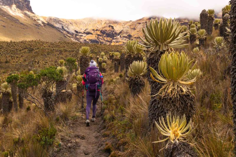 Trekking in Los Nevados National Park: 3-Day Paramillo del Quindio Summit (Colombia)