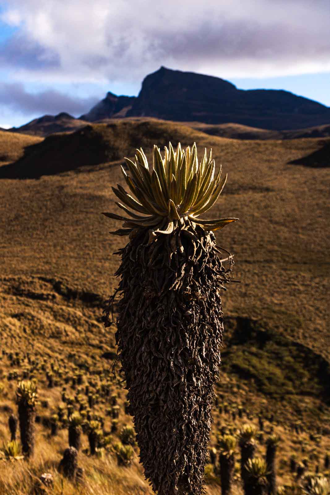 Even though the Los Nevados trek was tedious, we got to see some interesting plants along the way.