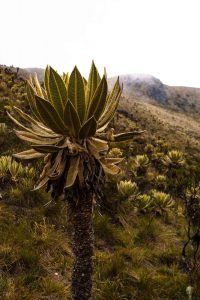The Los Nevados trek was full of diverse plants.
