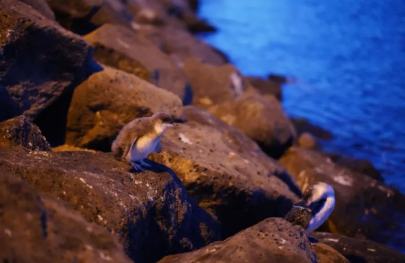 One of my favorite cheap things to do in Melbourne is to hang out at St Kilda.