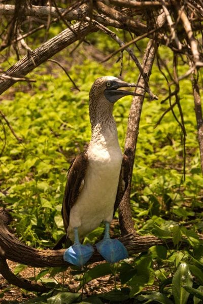 Blue footed booby on Isla de la Plata near Ayampe, Ecuador.