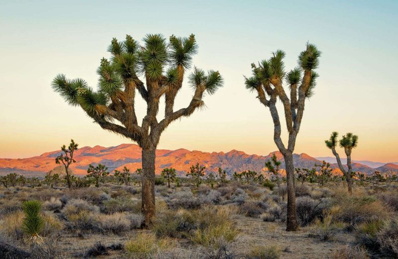 Joshua Tree National Park looks like an otherworldly place on a Southwest road trip.