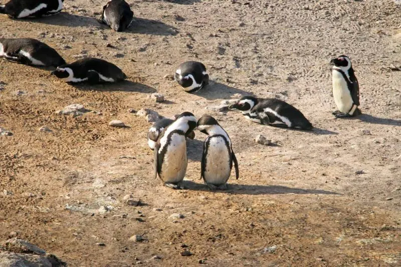 Don't forget to add Boulders Beach to your Cape Town itinerary.