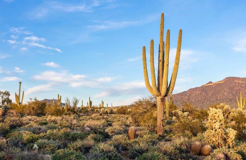 Saguaro National Park is a unique place to visit on your Arizona road trip near Tuscon.