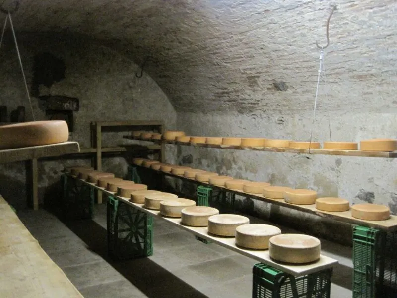 Cellar with cheese lined up on shelves 