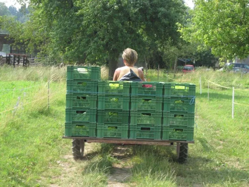 Woman from back on tractor towing crates on a farm