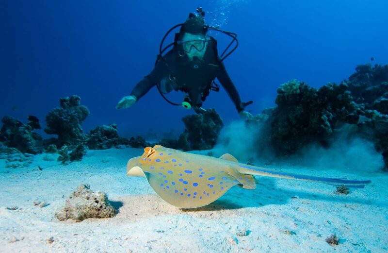 Diving at the Great Barrier Reef is one of the best thing to do in Cairns!