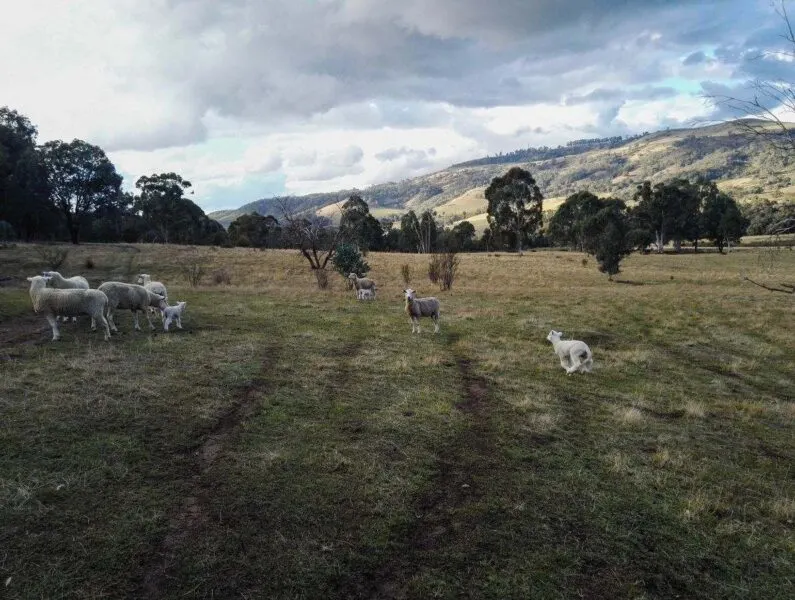 Lambs and sheep in a field on a farm in Australia