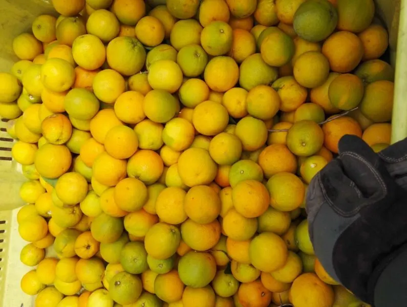 Pile of oranges with person's hand sorting them during their farm work in Australia