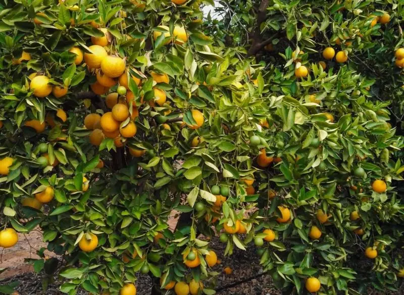 Orange tree with lots of oranges