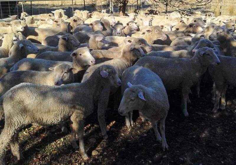 Lots of sheep on a farm in Australia standing in the shade