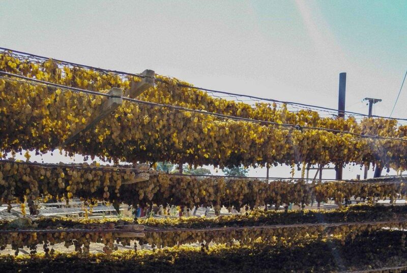 Sultana grapes drying on a rack on a farm in Australia