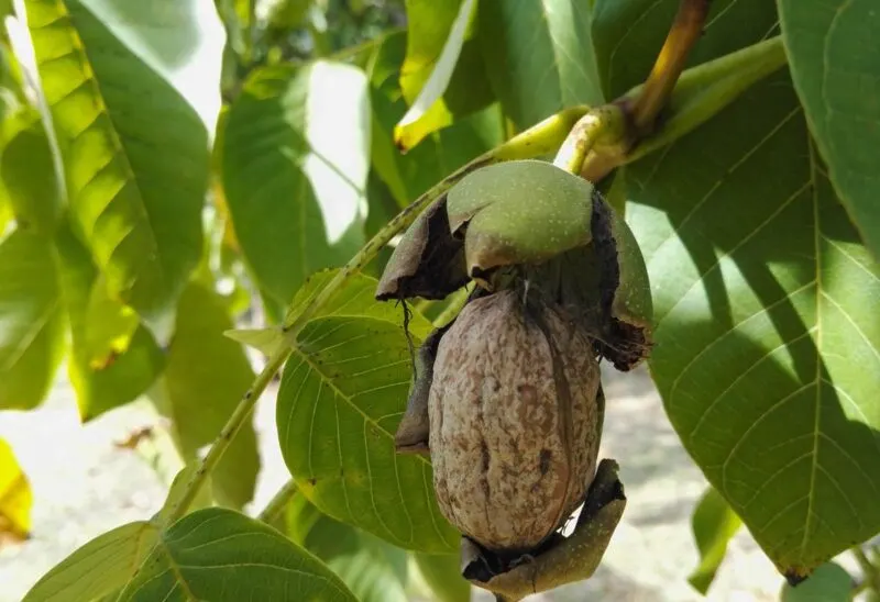 Walnut hanging on a walnut tree on a farm in Australia