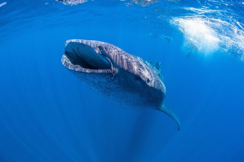 Whale shark underwater off Isla Holbox - a can't miss on your Yucatan Itinerary