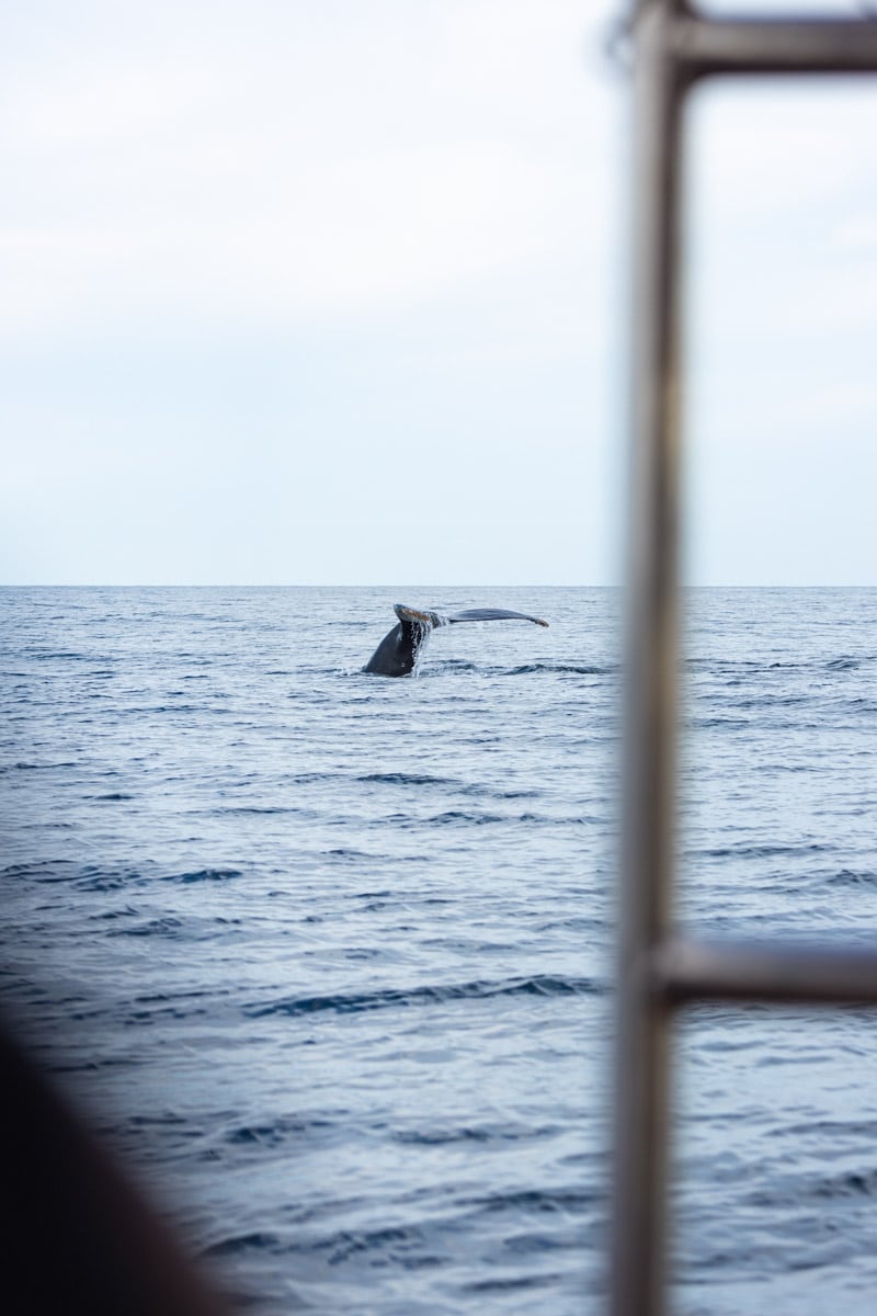 Whale tail in ocean at Sayulita