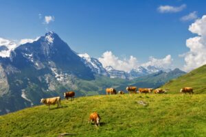 WWOOFing in Switzerland