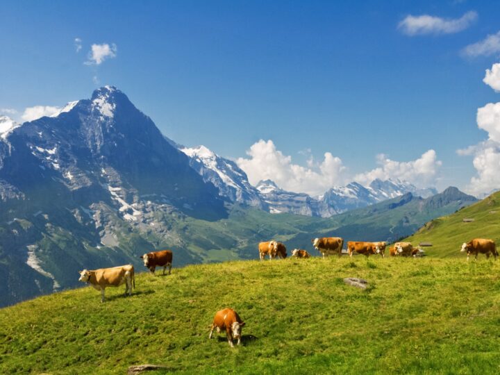 WWOOFing in Switzerland