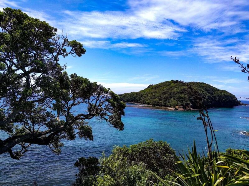 Island in ocean with tree and plants in the foreground - snorkeling here is one of the best things to do in Northland