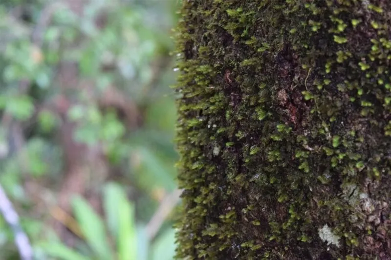 Close up of tree trunk covered in moss during a hike from the Skyrail - one of the best things to do in Queensland