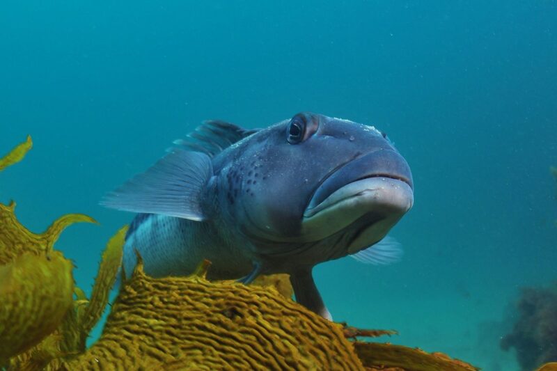 Blue fish underwater with coral in front at Goat Island - snorkeling here is one of the best things to do in Northland