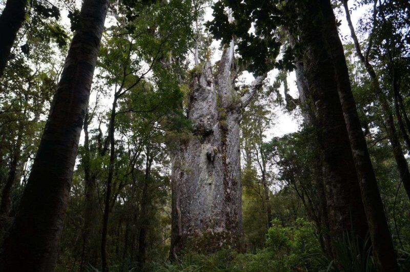 Kauri forest with Tane Mahuta tree in center - visiting here is one of the best things to do in Northland