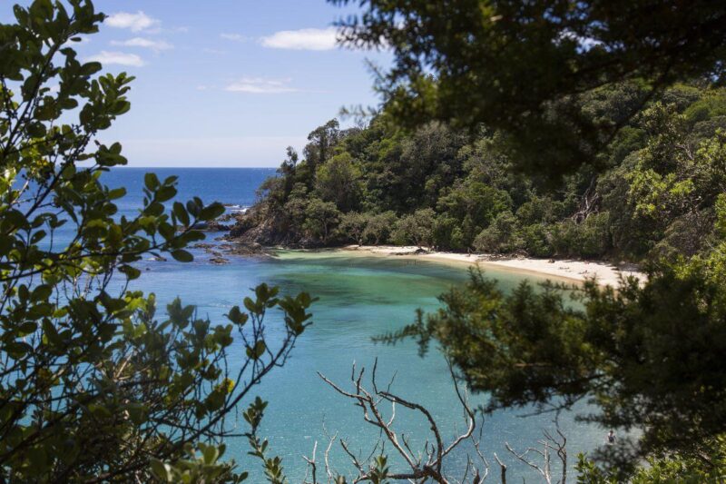 Beach and ocean with trees in foreground and background at the Tutukaka Coast - visit for one of the best things to do in Northland